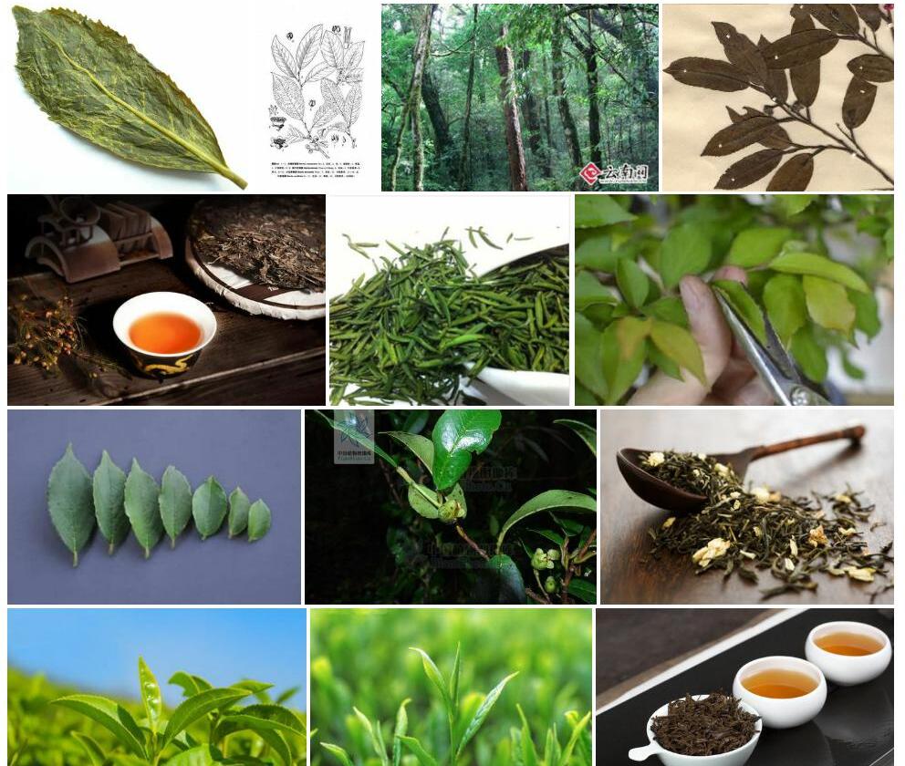 四川折柄茶照片和图片/