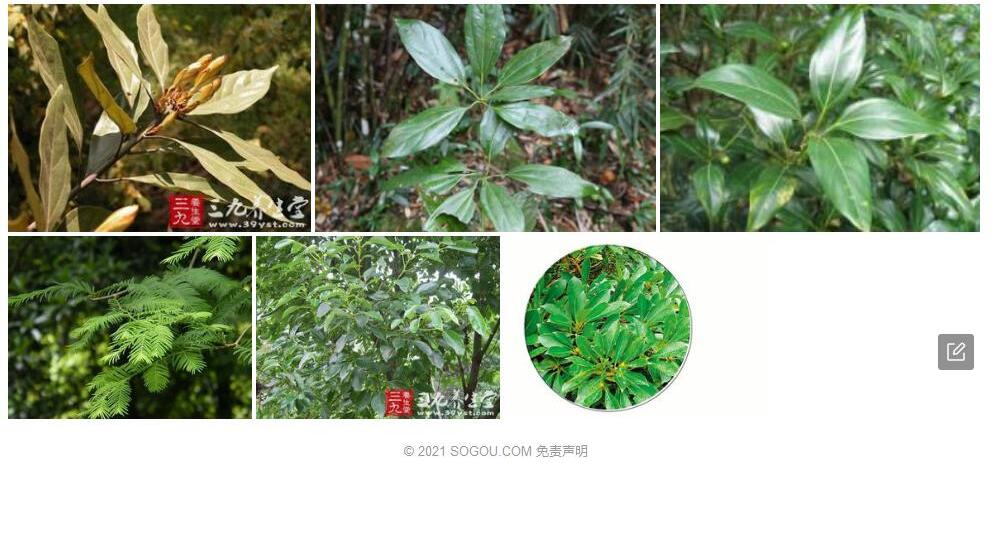 四川新木姜子照片和图片/