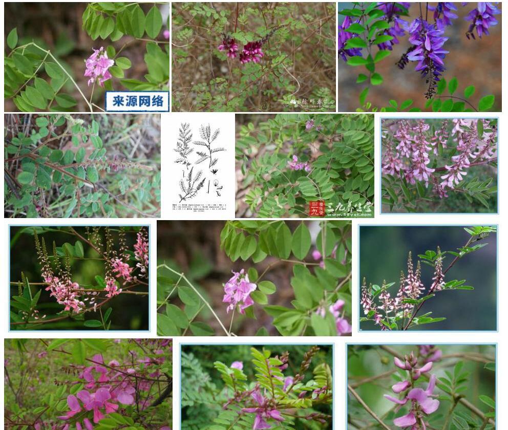 四川木蓝照片和图片/
