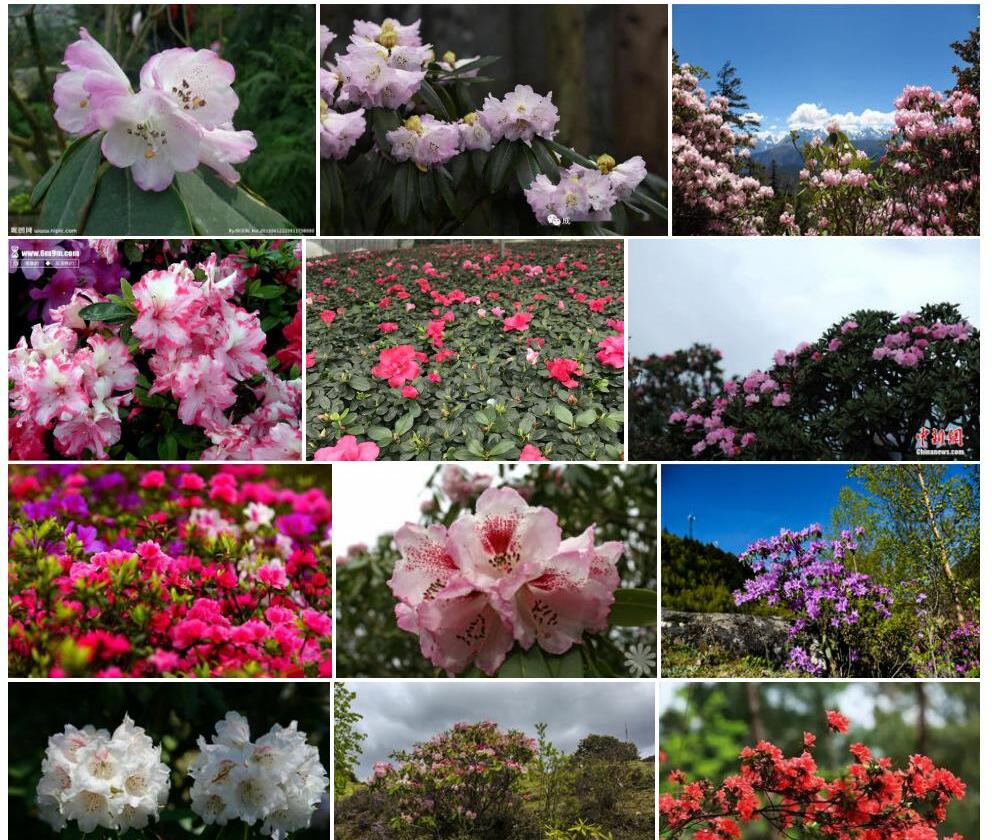 四川杜鹃照片和图片/