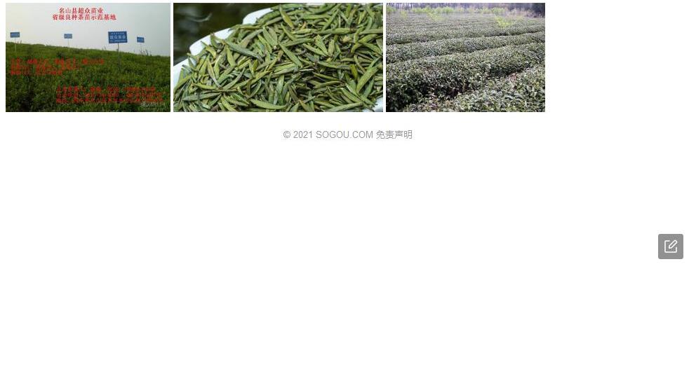 四川毛蕊茶照片和图片/