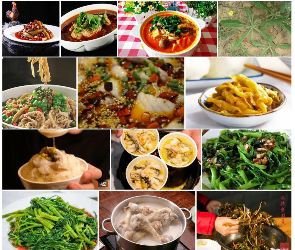 四川牛奶菜照片和图片/