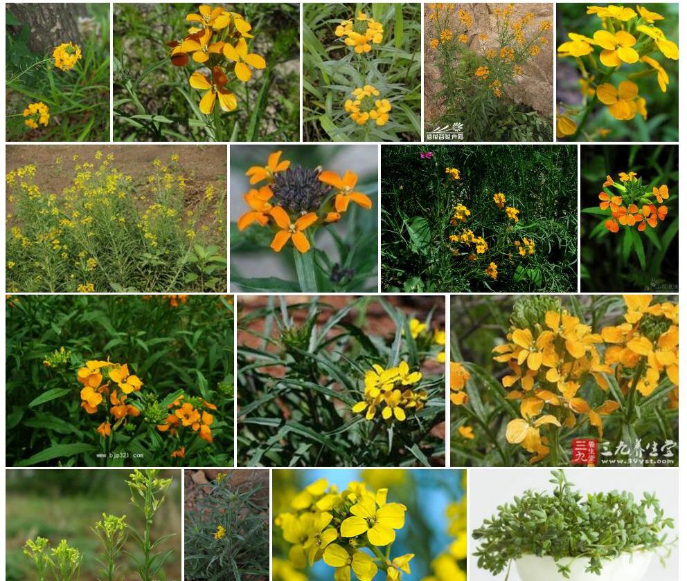 四川糖芥照片和图片/