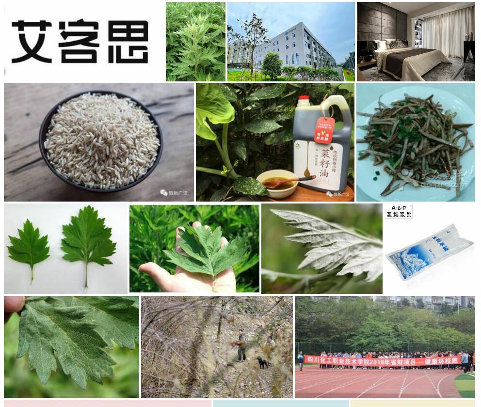 四川艾照片和图片/