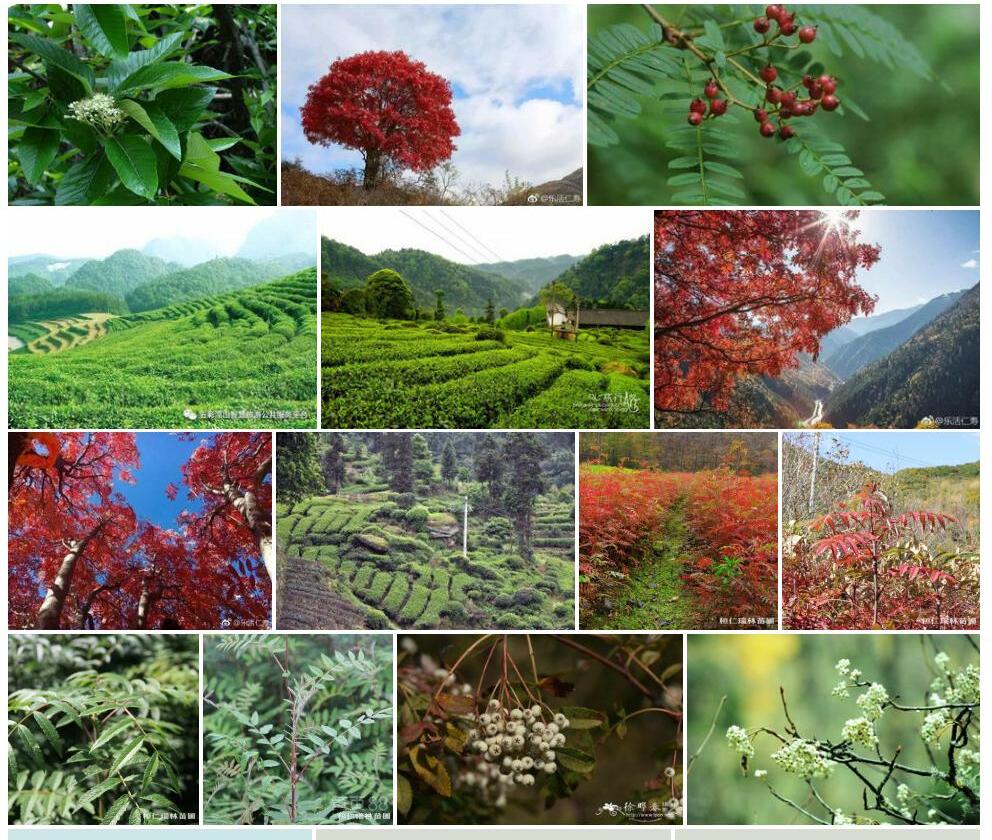 四川花楸照片和图片/