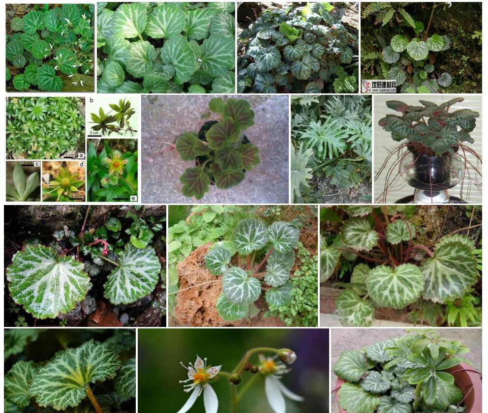四川虎耳草照片和图片/