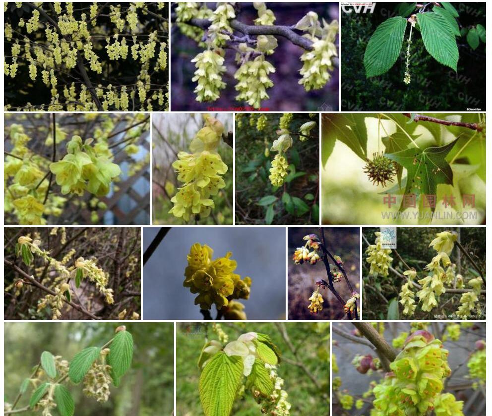 四川蜡瓣花照片和图片/