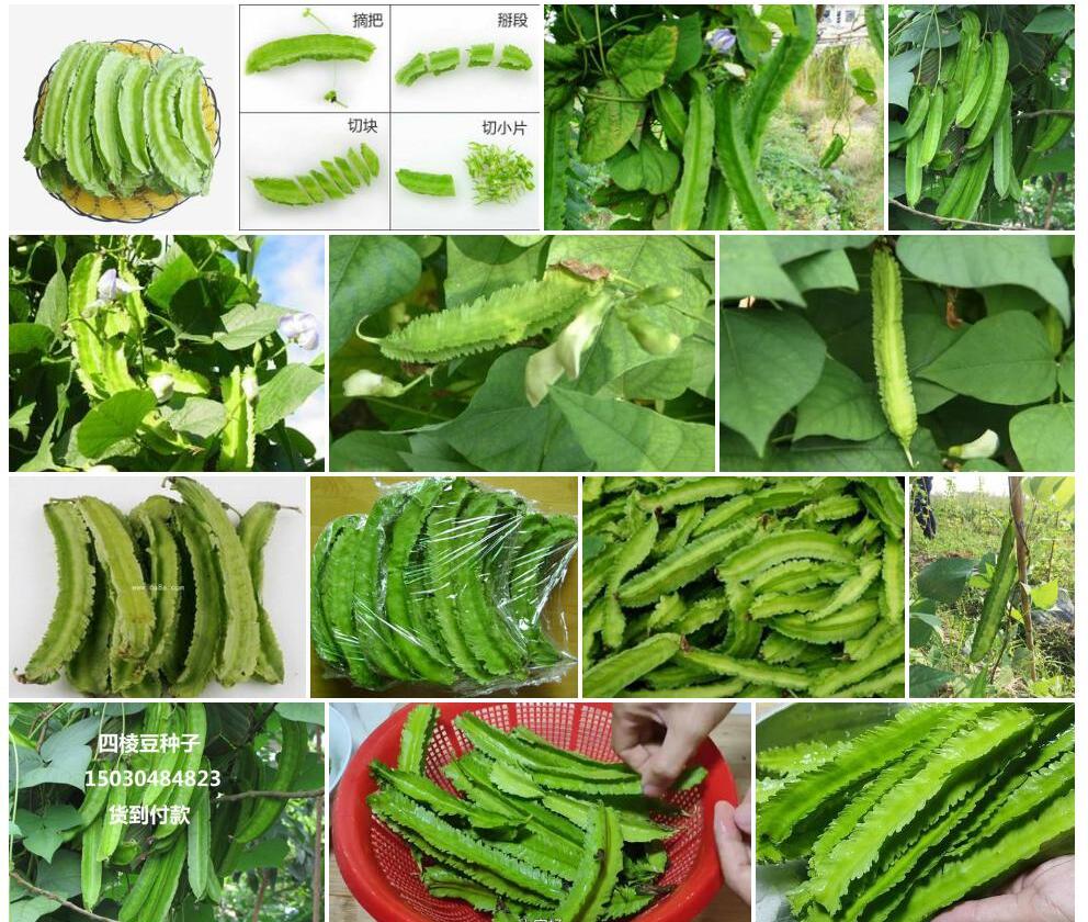 四棱豆照片和图片/