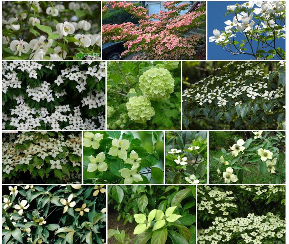 四照花照片和图片/