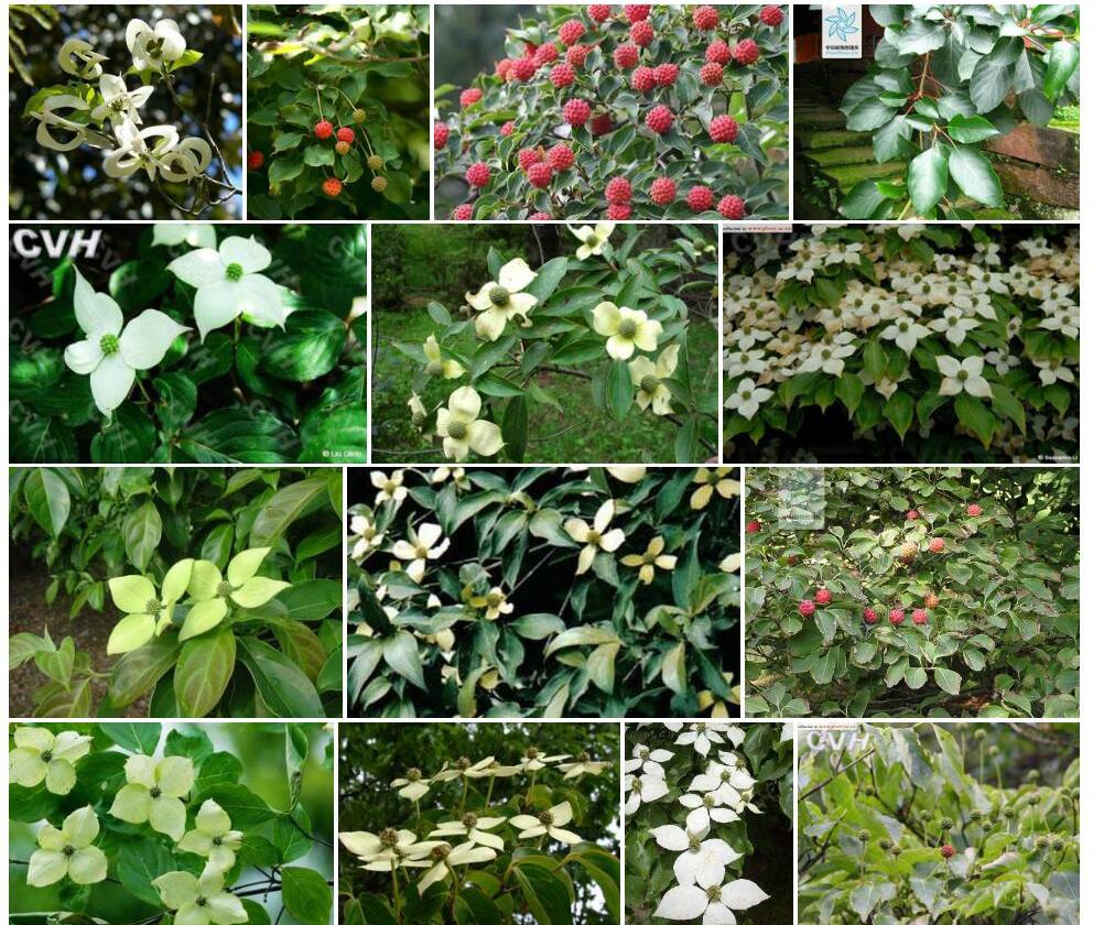 四照花属照片和图片/