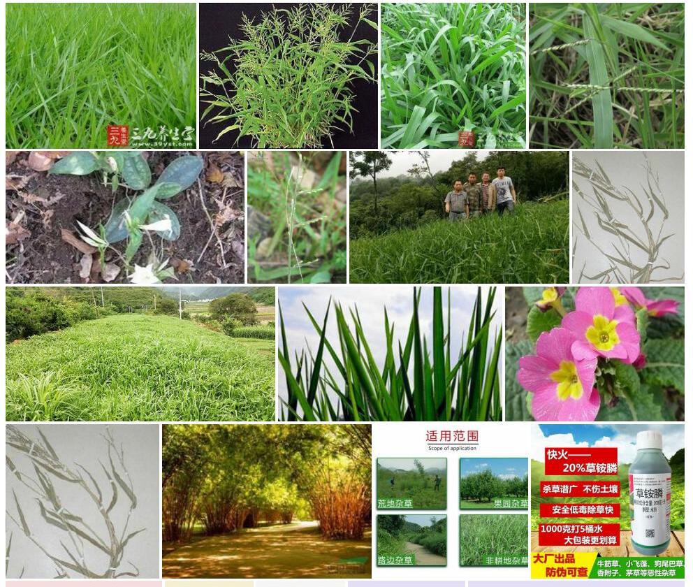 四生臂形草照片和图片/