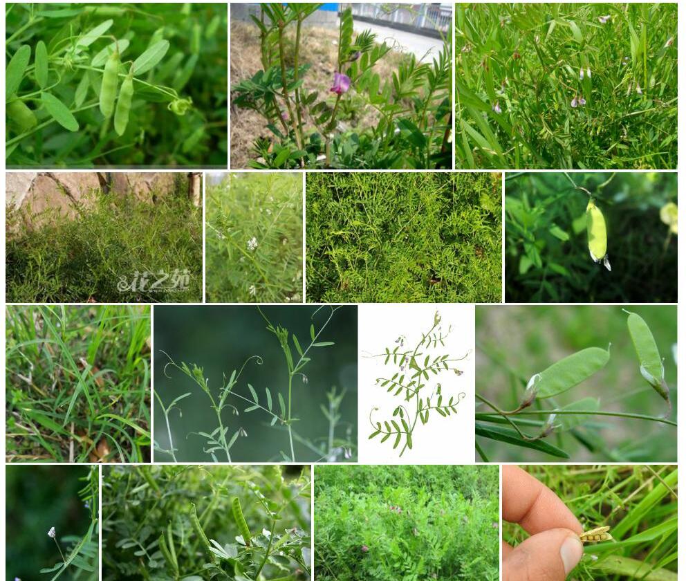 四籽野豌豆照片和图片/