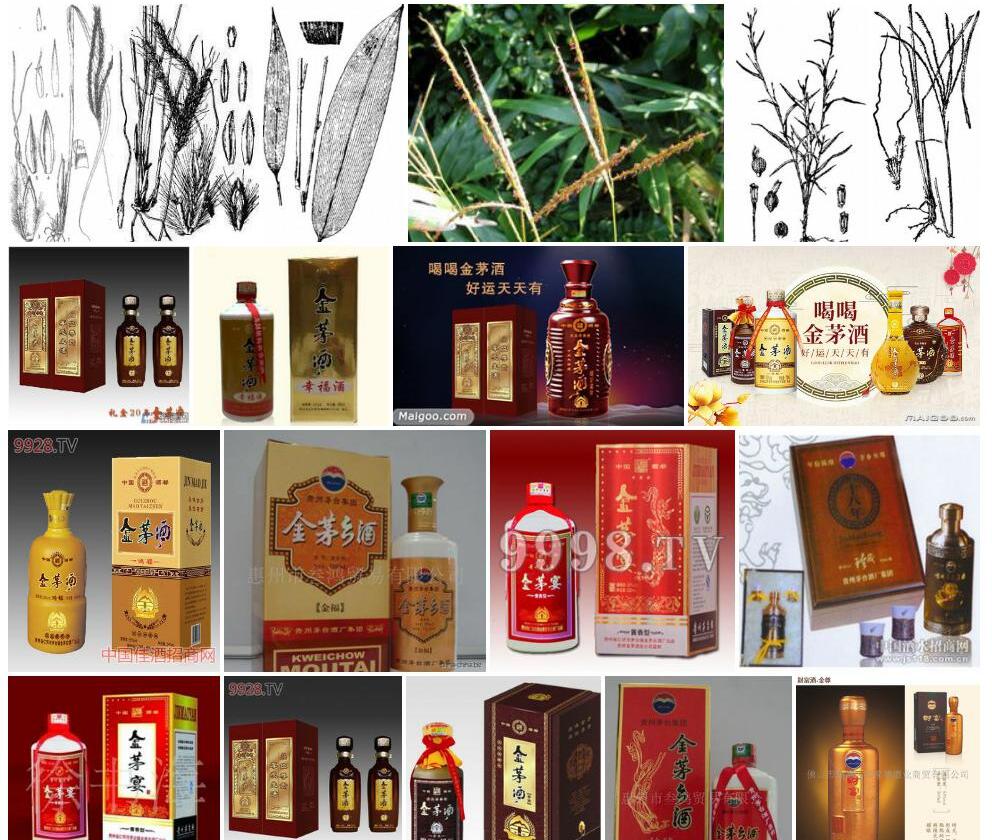 四脉金茅照片和图片/
