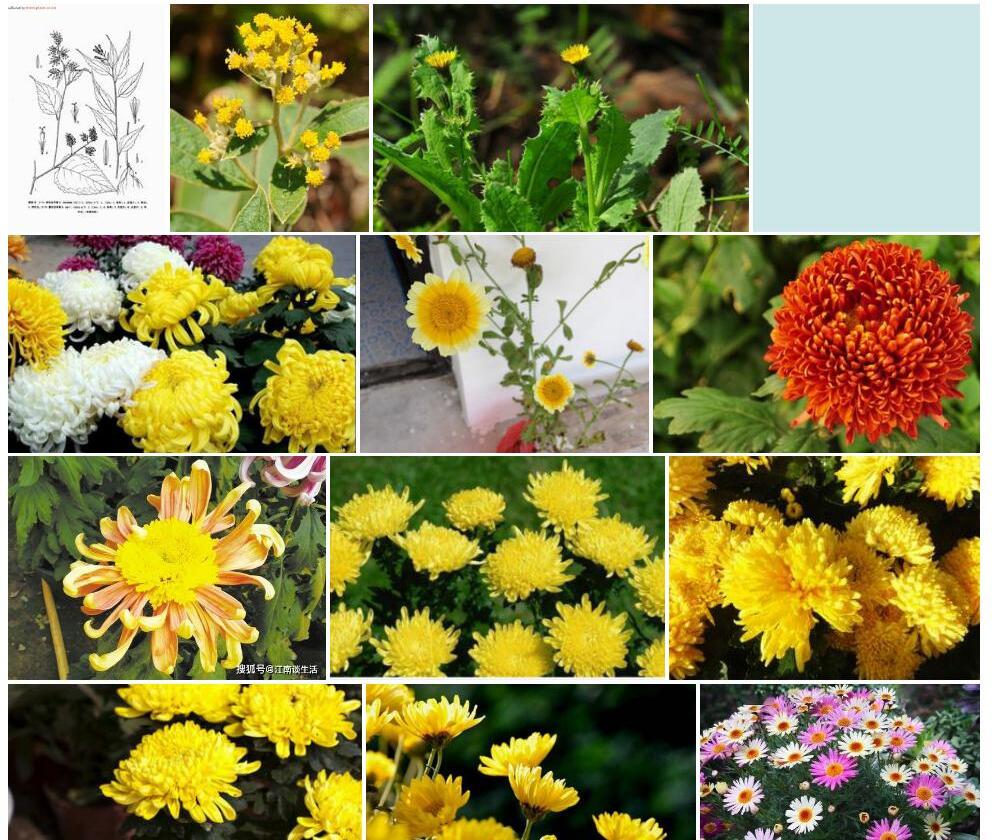 四花合耳菊照片和图片/