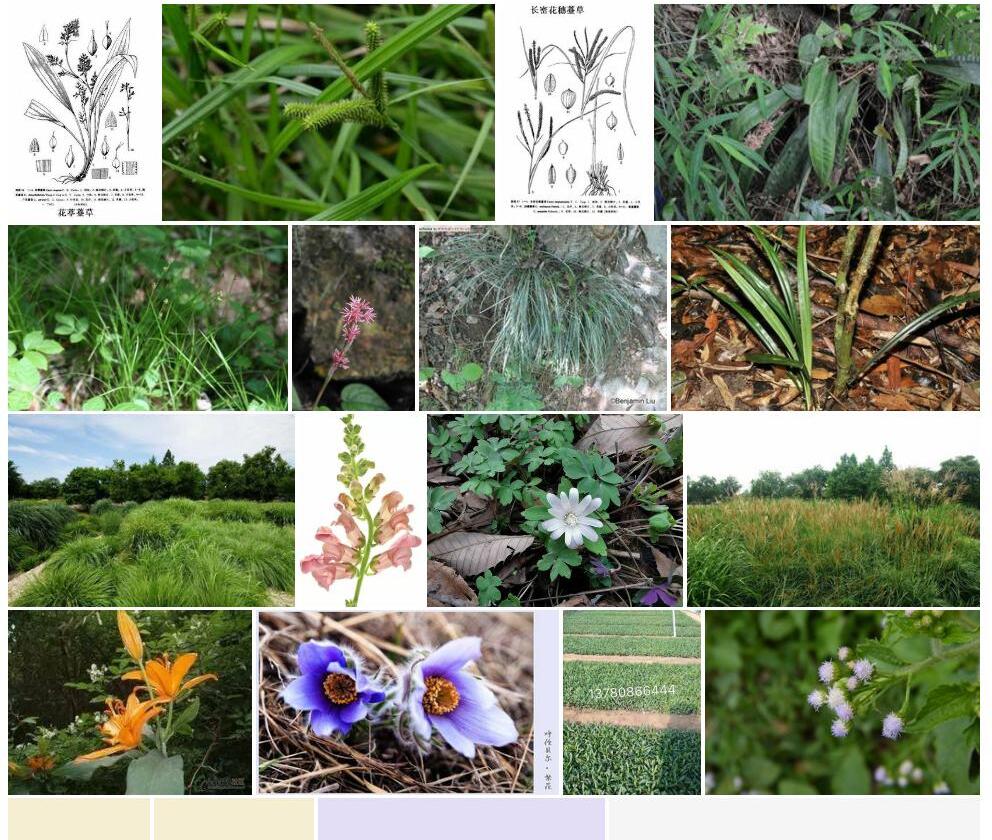 四花薹草照片和图片/