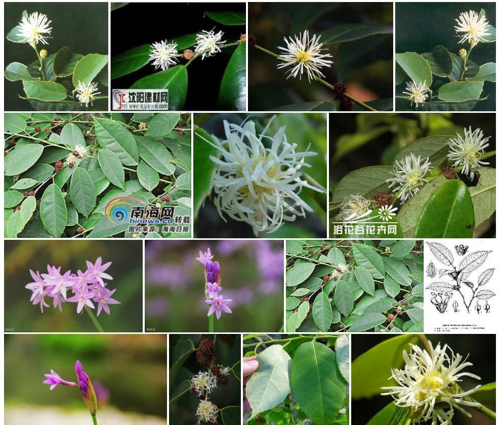 四药门花照片和图片/