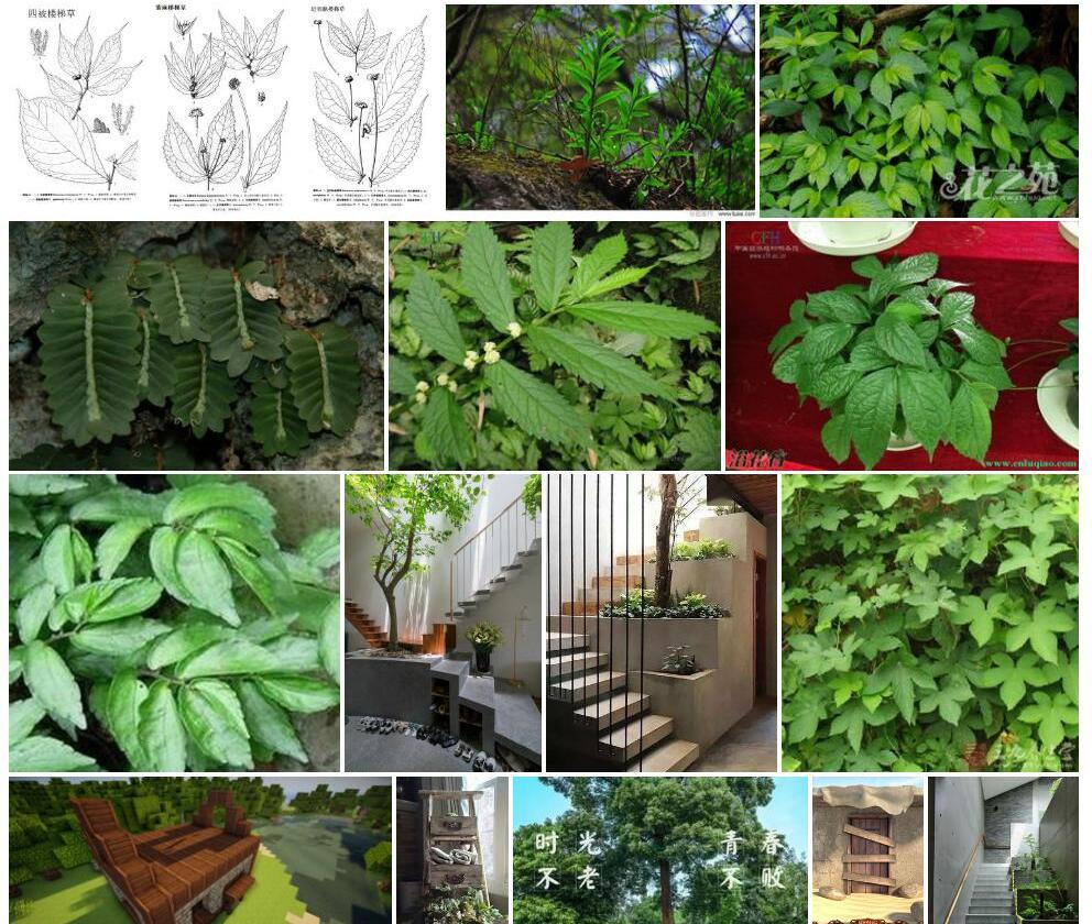 四被楼梯草照片和图片/