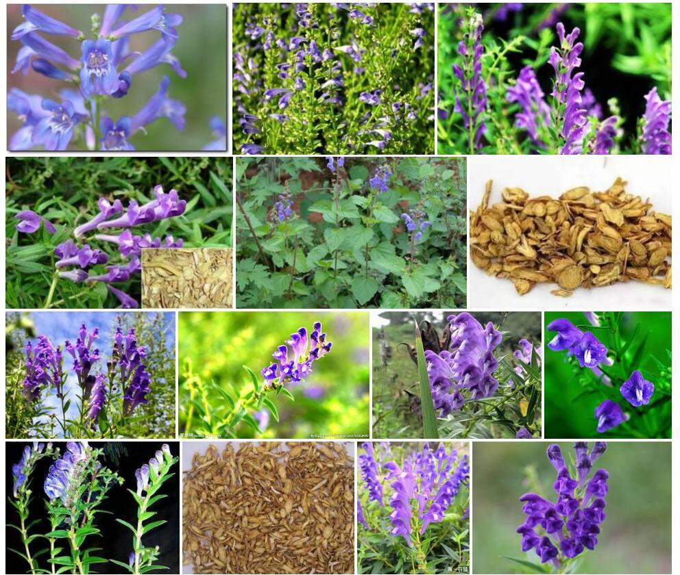 四裂花黄芩照片和图片/
