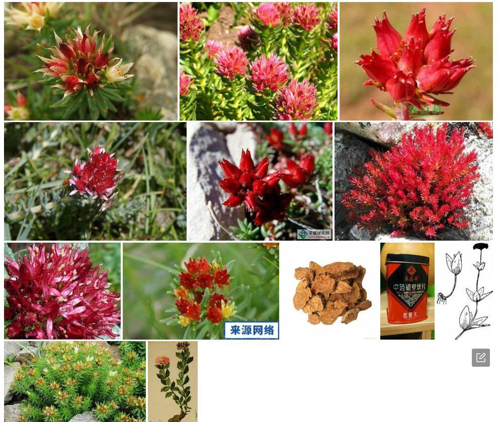 四轮红景天照片和图片/