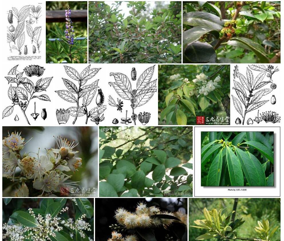 团花山矾照片和图片/
