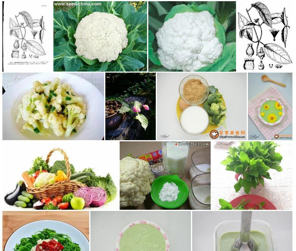 团花牛奶菜照片和图片/