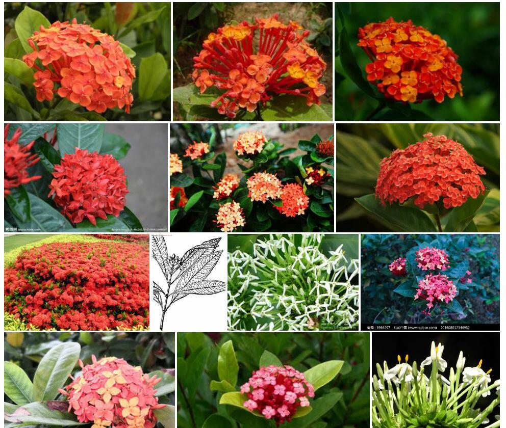 团花龙船花照片和图片/