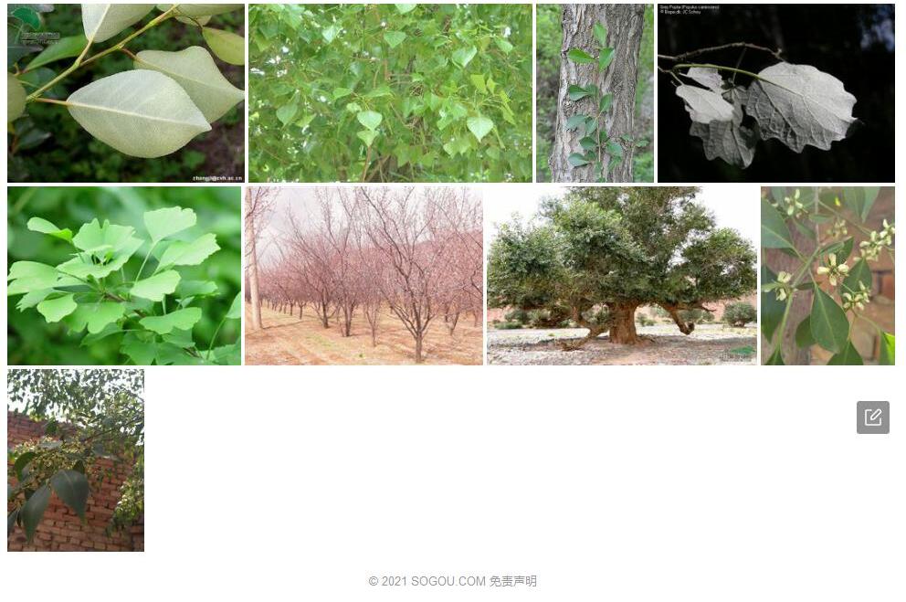 圆叶小叶杨照片和图片/