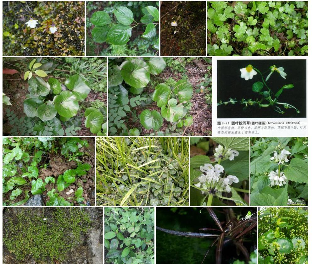 圆叶挖耳草照片和图片/