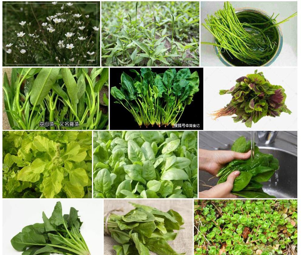 圆叶无心菜照片和图片/