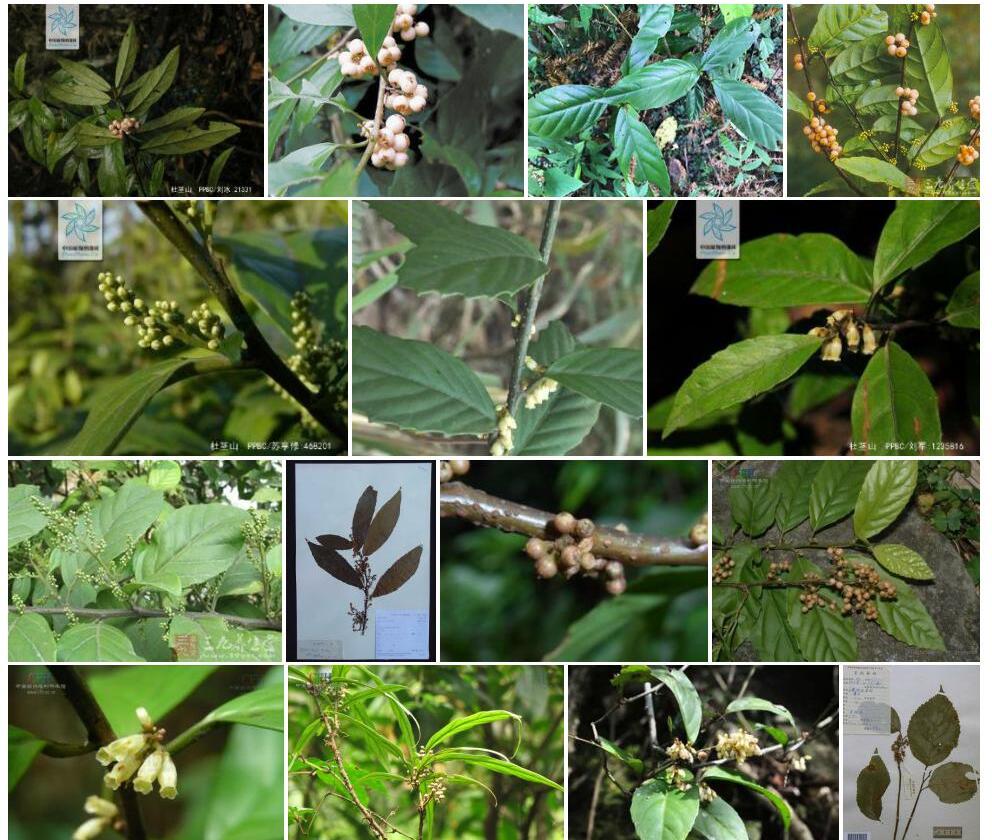 圆叶杜茎山照片和图片/
