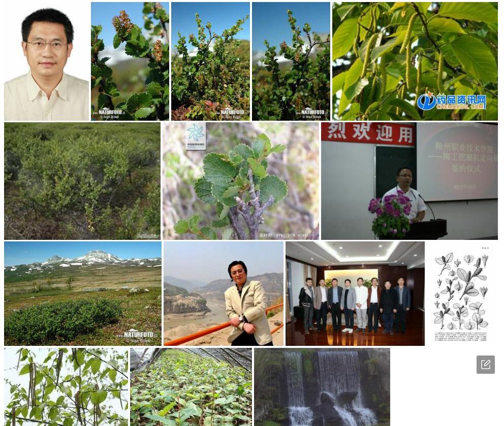 圆叶桦照片和图片/