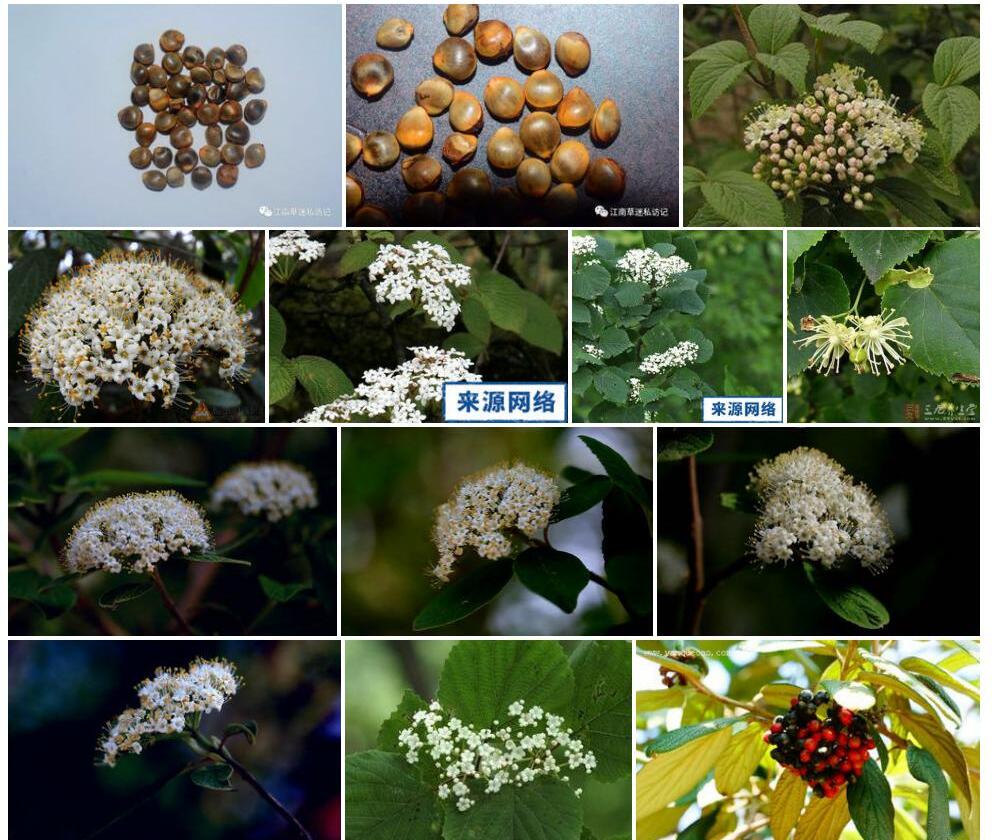 圆叶荚蒾照片和图片/
