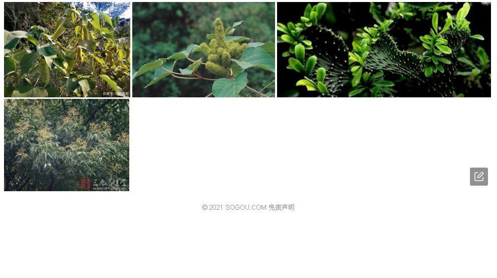 圆叶野桐照片和图片/