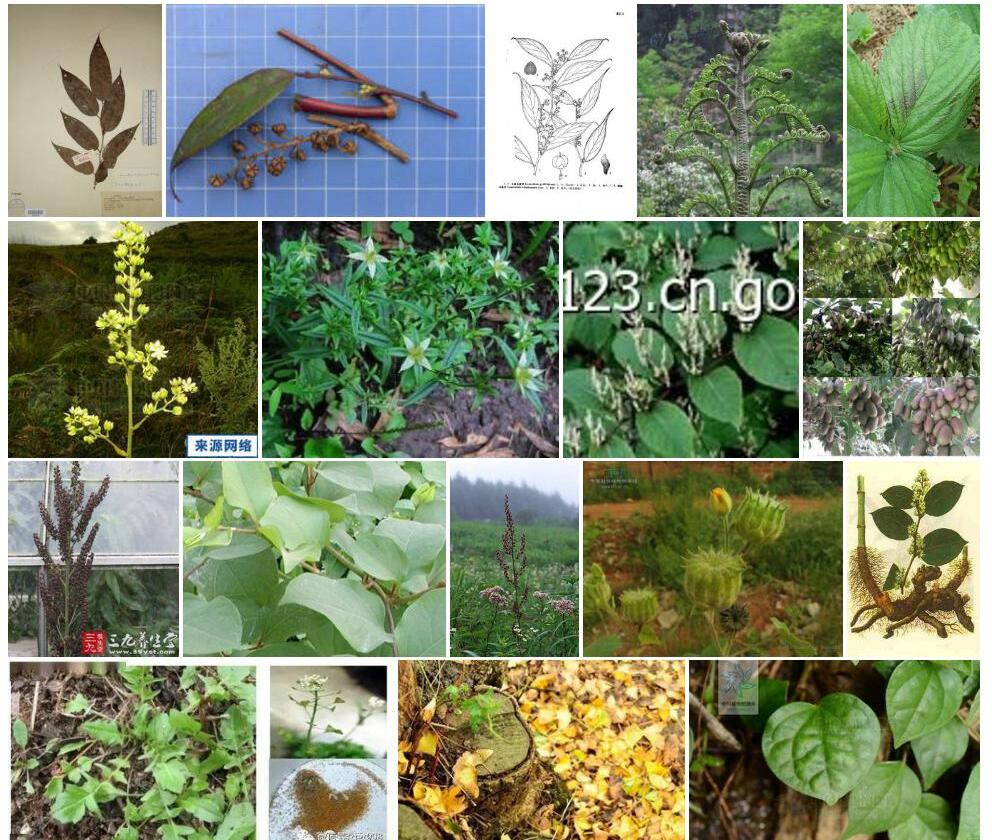 圆基木藜芦照片和图片/
