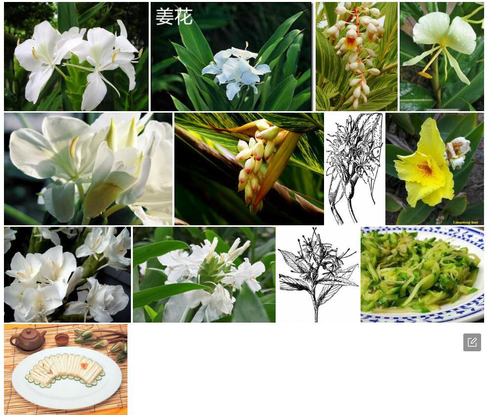 圆瓣姜花照片和图片/