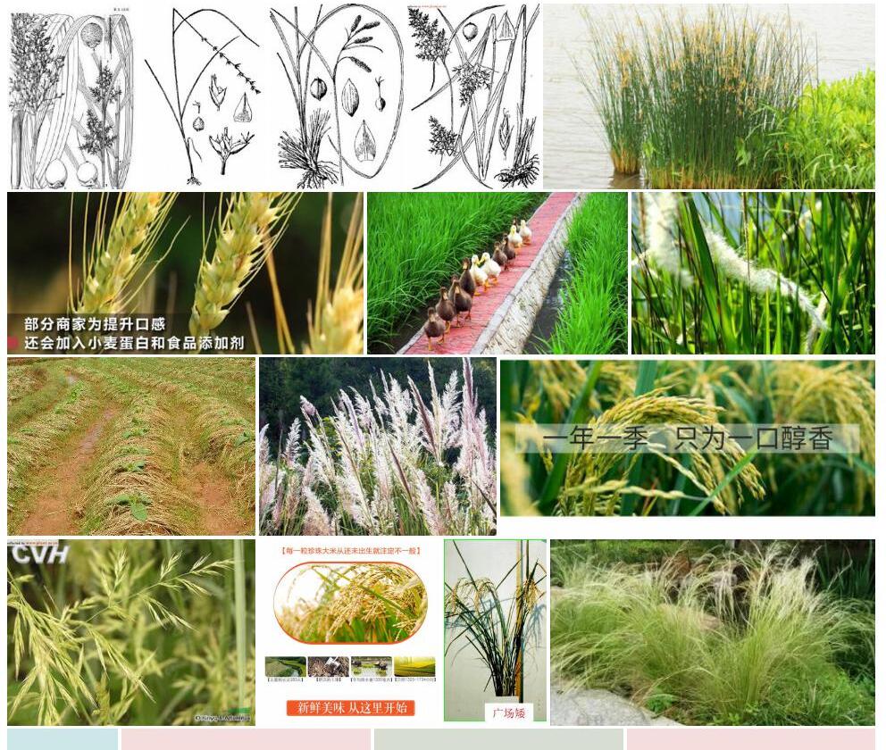 圆秆珍珠茅照片和图片/