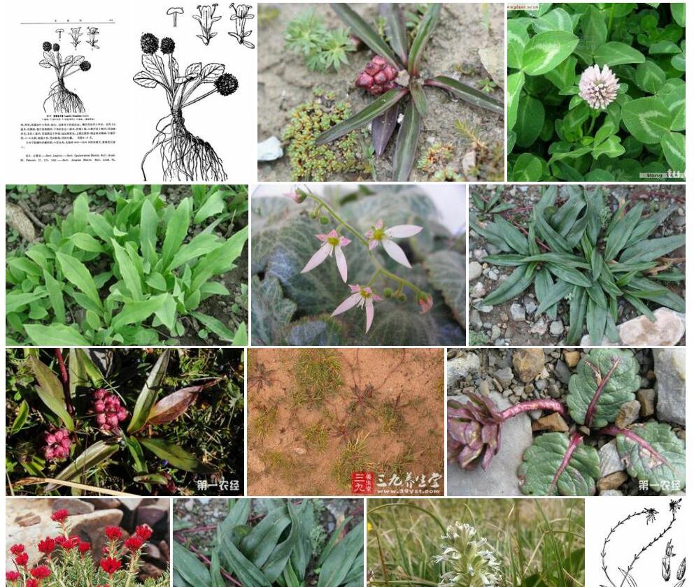 圆穗兔耳草照片和图片/