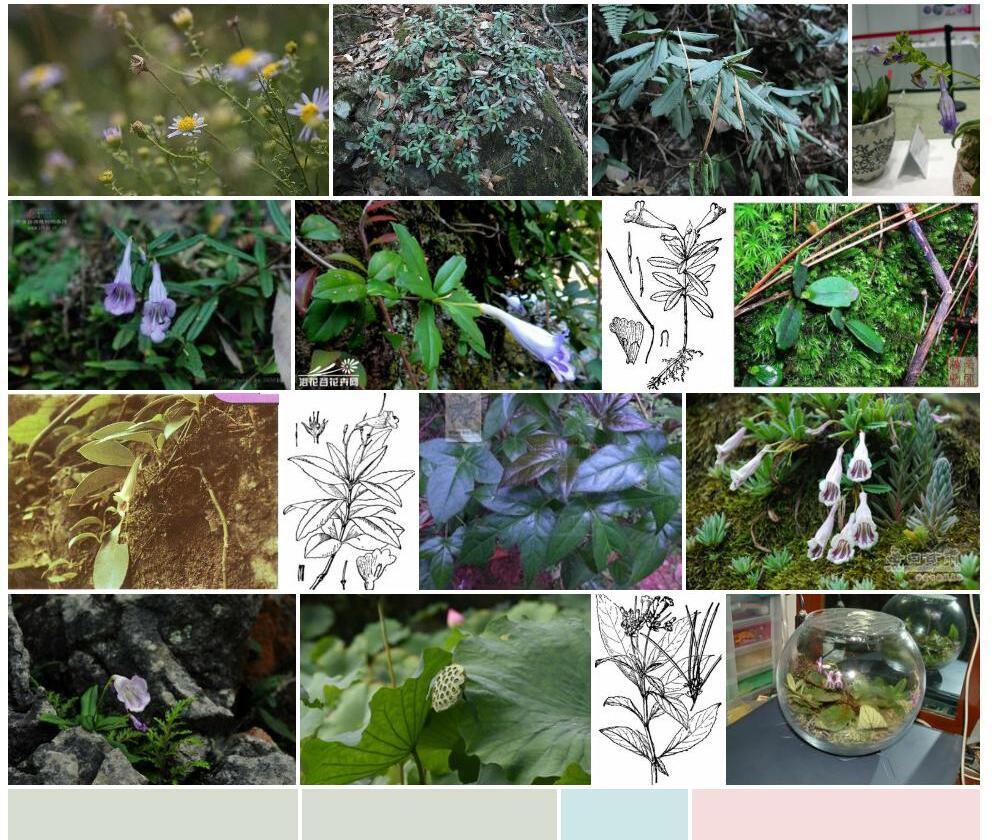 圆苞吊石苣苔照片和图片/