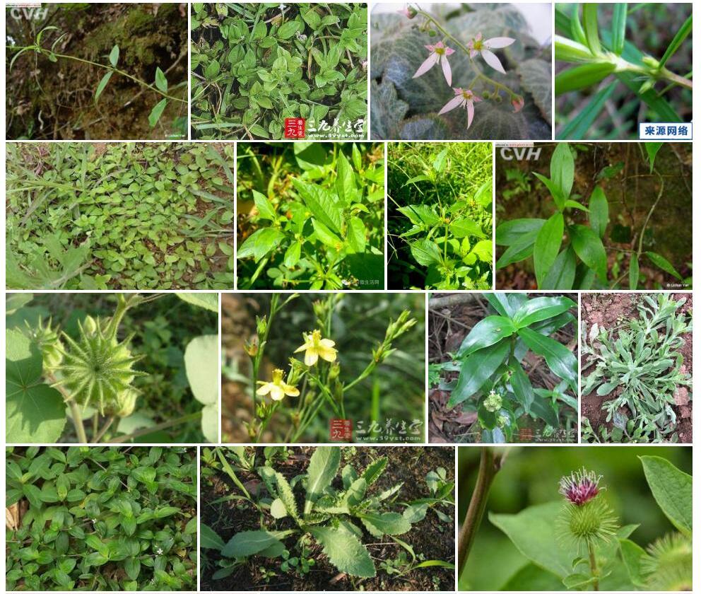 圆茎耳草照片和图片/