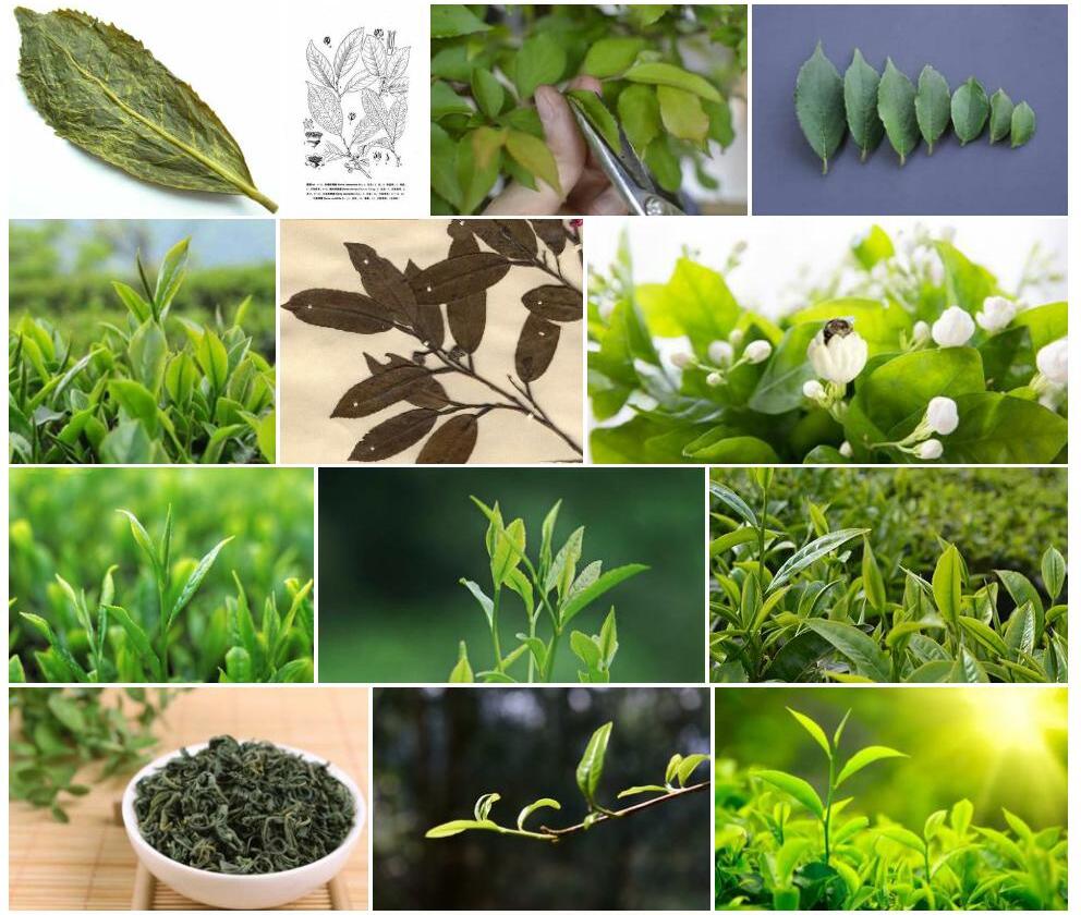 圆萼折柄茶照片和图片/