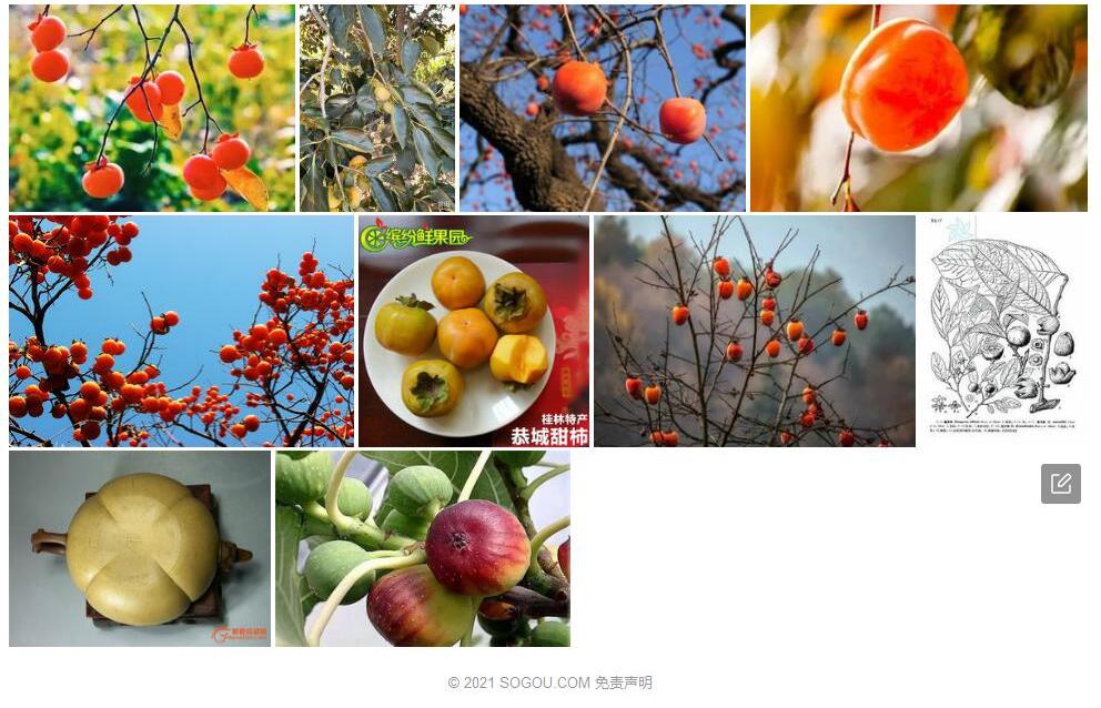 圆萼柿照片和图片/