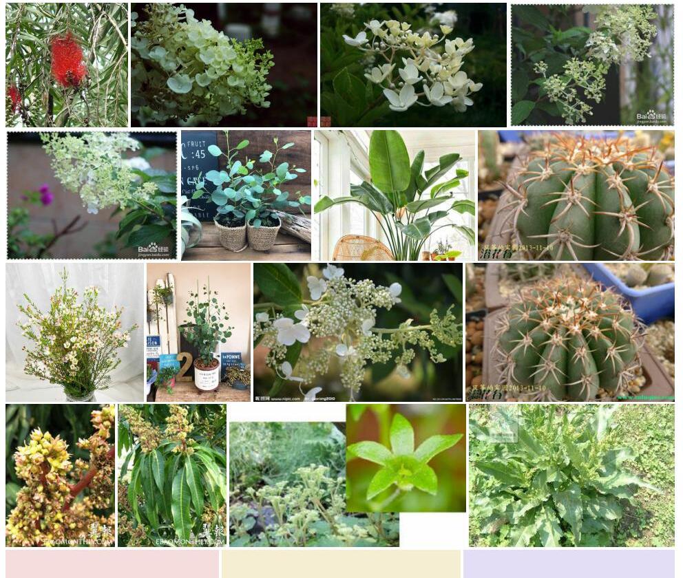 圆锥花桉照片和图片/