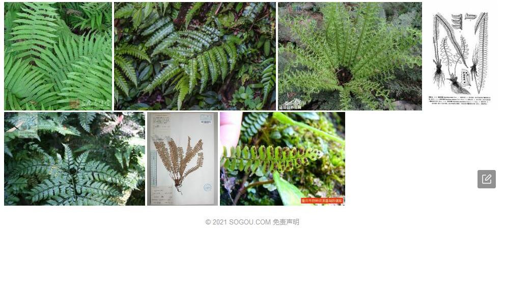 圆顶耳蕨照片和图片/
