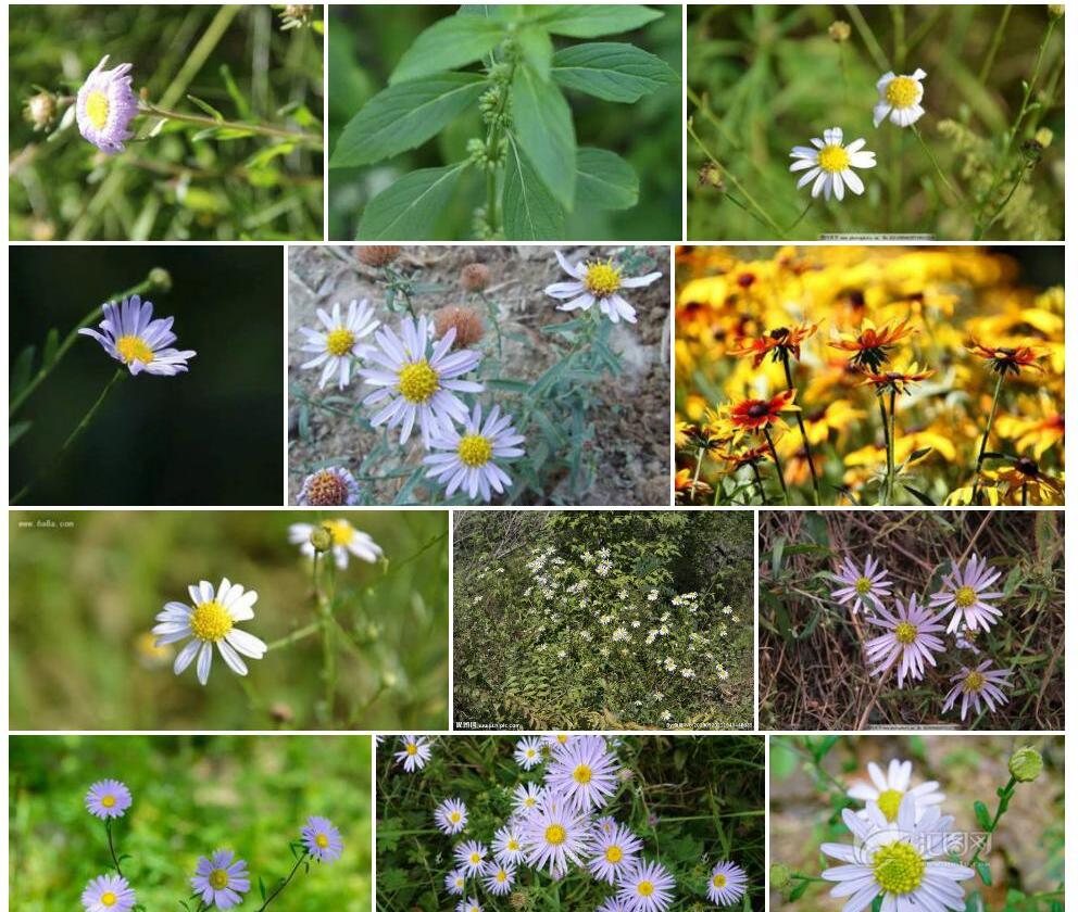 圆齿狗娃花照片和图片/