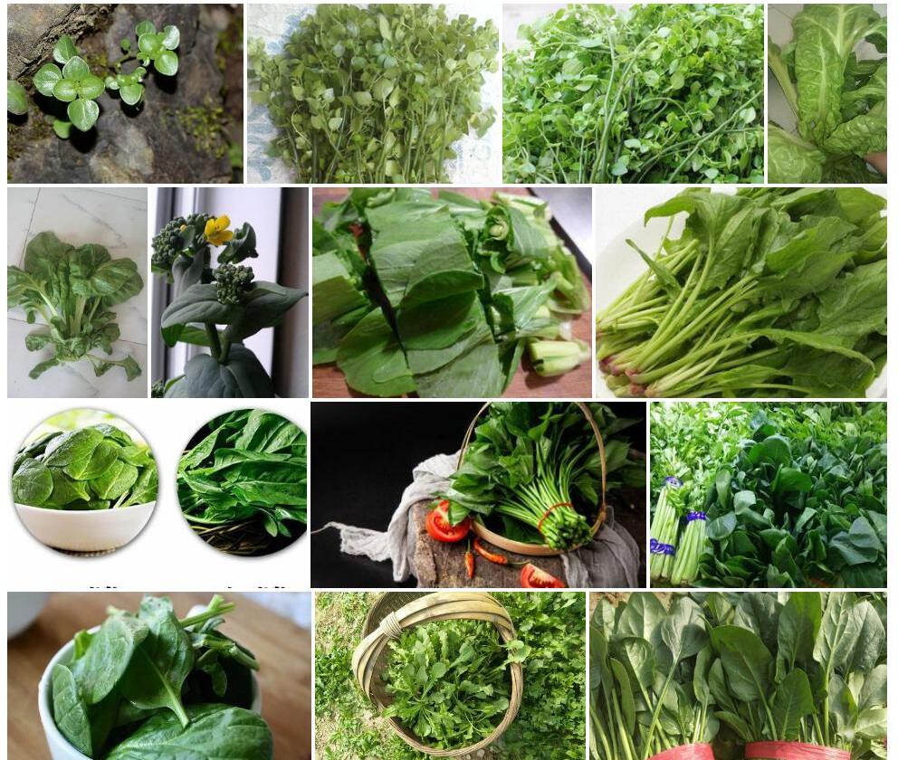 圆齿石油菜照片和图片/