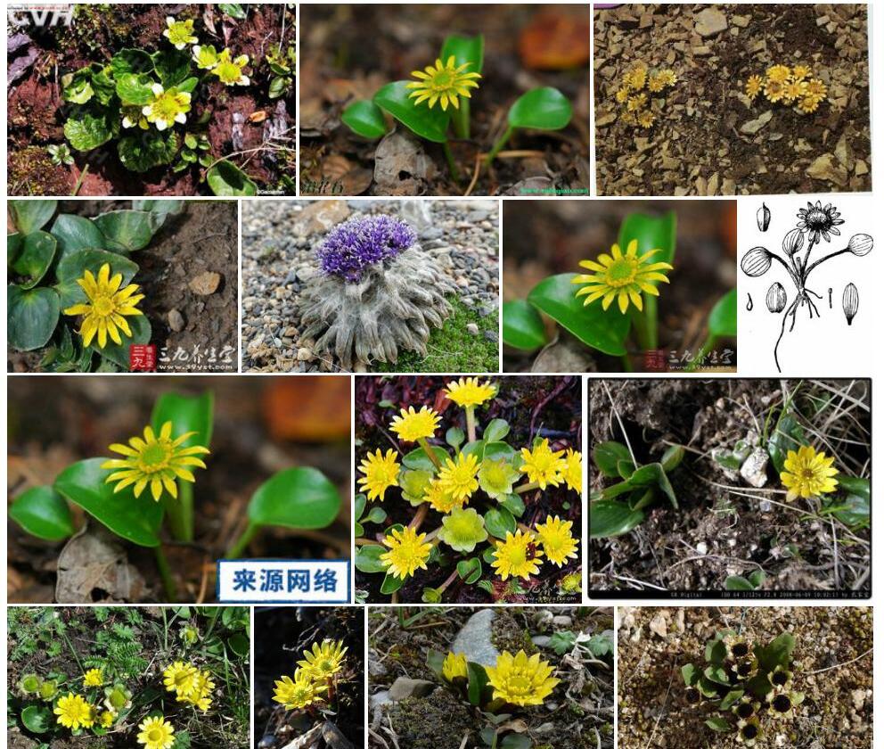 圆齿鸦跖花照片和图片/