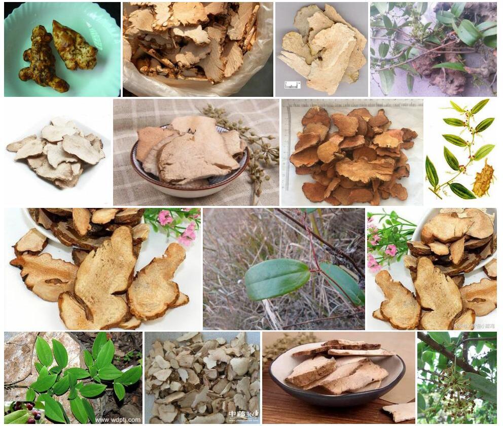 土茯苓照片和图片/