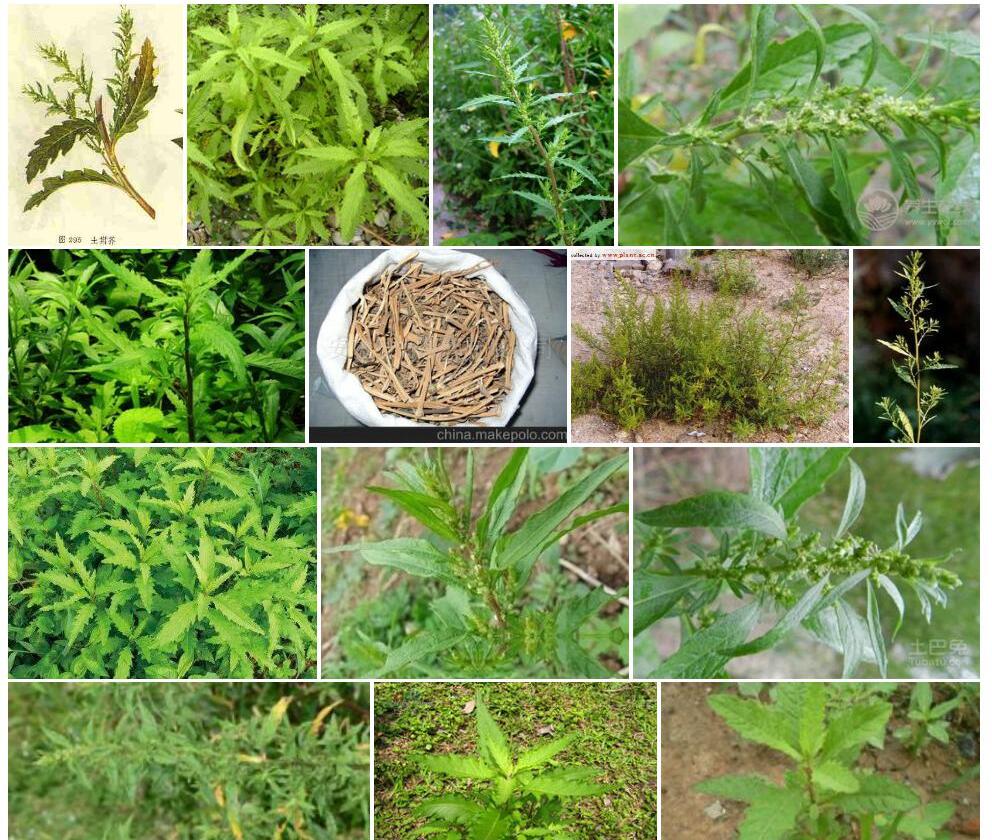 土荆芥照片和图片/