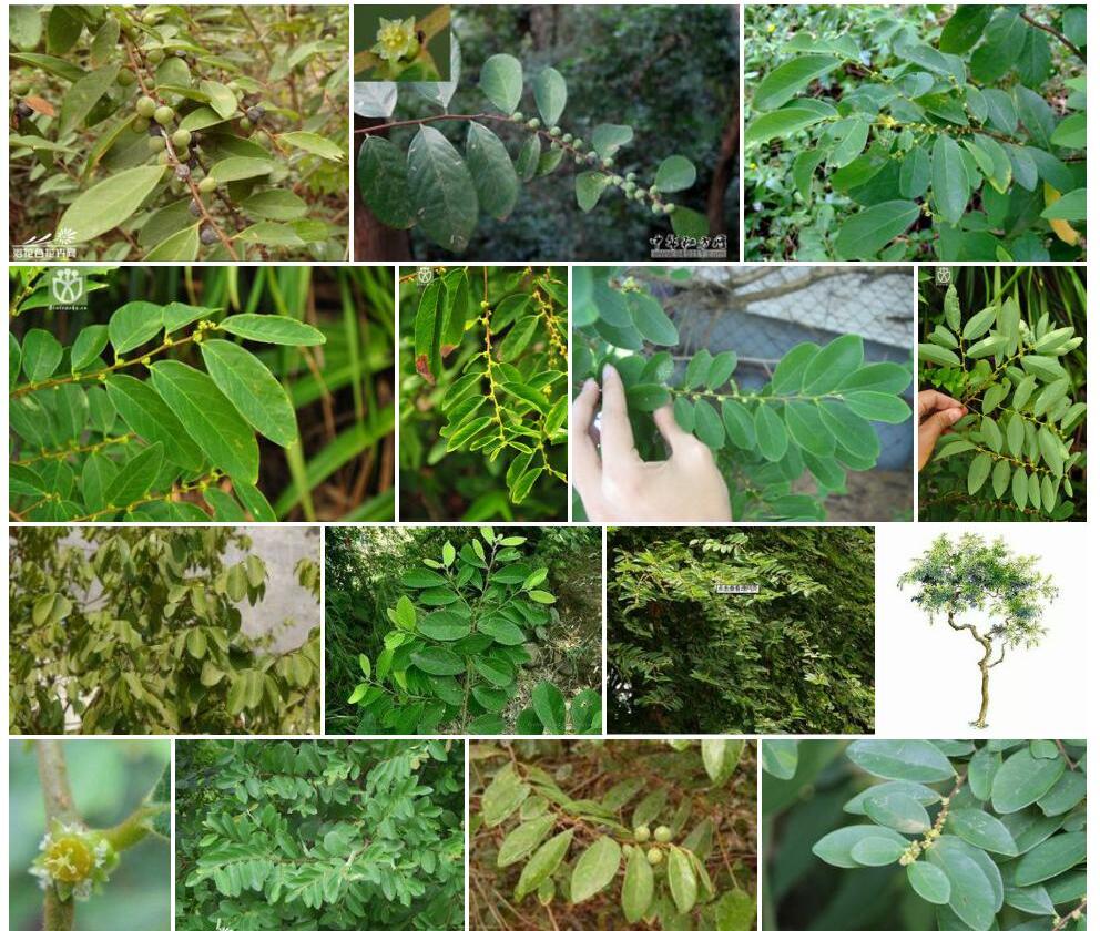 土蜜树照片和图片/