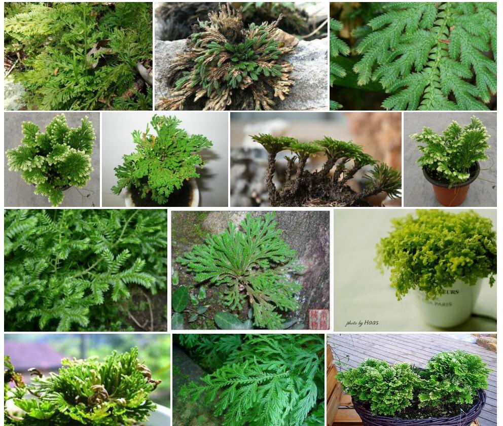 地卷柏照片和图片/